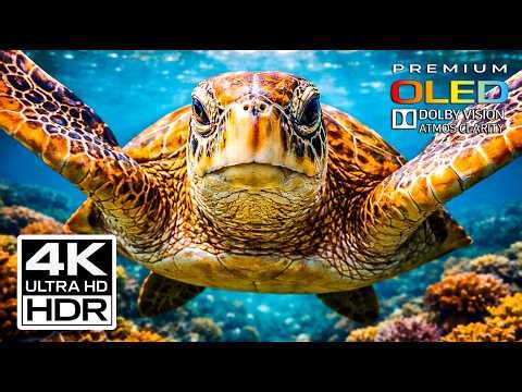 OCEAN GUARDIANS — Majestic Sea Turtles in Cinematic 4K Ultra HD | Dolby Vision OLED (TV Demo)