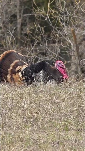 The season is getting closer every day! #speakthelanguage #turkeyhunting #nwtf #turkey #hunting