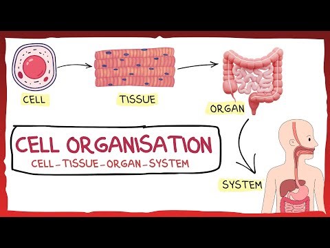 Levels of Organisation in the Human Body | The Cell and Its Functions PART : 1