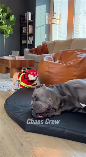 49K views · 1.2K reactions | Firefighter Chihuahua BLASTS Sleeping Cane Corso — Instant Chaos  #FirefighterChihuahua #CaneCorsoChaos #DogPrankWars #MiniFirefighter #ConfettiBlast #DogReelsComedy #ActionMoviePets #HilariousDogTok #PetPrankAttack #DogSlapstick #FunnyDogReels #ChihuahuaHero #SleepingDogSurprise #ViralPetClips #ReelsForYou #DogTokTrending #ComedyPetsDaily #StuntDogScene #ChihuahuaVsCaneCorso #LaughOutLoudPets | Chaos Crew | Facebook