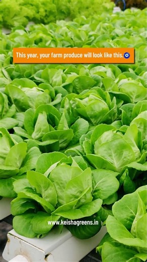 Keisha Greens Pvt Ltd. | We Build Premium Greenhouse Structures on Instagram: "Your vision. Our greenhouse expertise. A future-ready farm that stands out. Where precision meets productivity, and farming becomes a thriving business. From vibrant vegetables 🥬 To premium fruits 🍓 To export-ready flowers 🌸 All grown inside intelligently designed hi-tech greenhouses. At Keisha Greens, every structure, system, and solution is built to support → Consistent quality → Optimised yield → Controlled grow