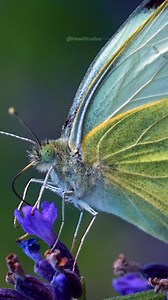 Cabbage Butterfly drinking Nectar from Flower #butterfly #nectar #cabbage #nature #wildlife HA58099 | HAWI Studios