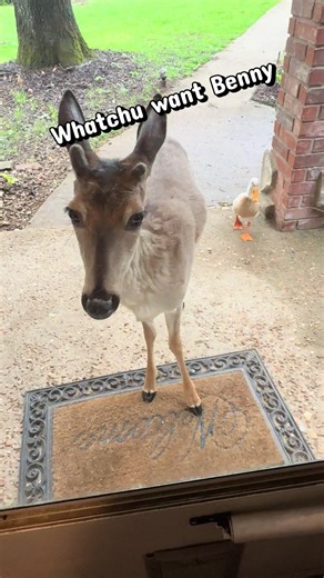 #deer #buck #duck #fyp #animals