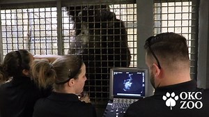 Mikella is roughly four months pregnant! The average gestation period for Western lowland gorillas is nine months, indicating that Mikella will deliver sometime in January 2018. The news of Mikella’s pregnancy is extremely significant for the OKC Zoo and the The Association of Zoos and Aquariums Species Survival Plan for Western lowland gorillas considering this will be her first offspring. Mikella was born at the Zoo in 2004 to 32-year-old mom, Emily and is the older sister of two-year-old, Rub