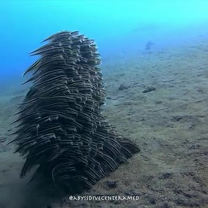 51K views · 1.3K reactions | The walking fish. Diving in Bali doesn’t dissapoint  | Travel Inspiration | Facebook