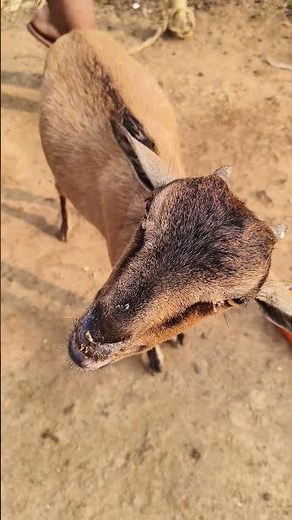 A baby crying for mother goat#goat sounds