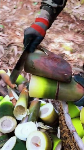 Selecting young bamboo and removing limiting shoots for healthy growth