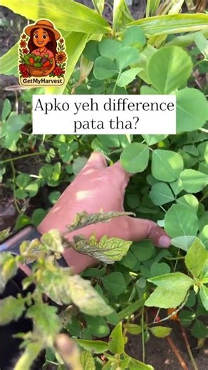 Which Methi is better? Galat Methi Mat Use Karo ! Kasuri vs Normal Methi #shorts