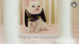 If Batman and Superman were kittens: | The Pet Collective