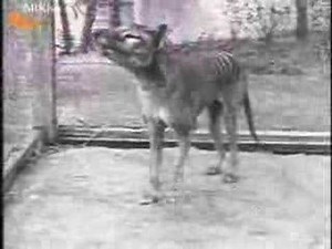 To Be or Not to Be: The ‘De-Extinction’ Debate