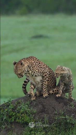 Cheetah Playing with Babies – Love and Speed in the Wild 🐆👶❤️