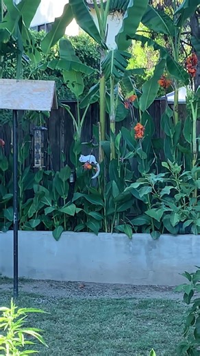 Our White squirrel in the back yard.