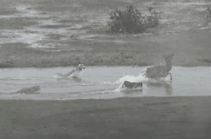 Wolves Chase Elk Through Snowy Field Of Hot Springs At Yellowstone National Park