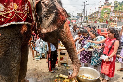 Elephant kills 20 people in days-long rampage before disappearing