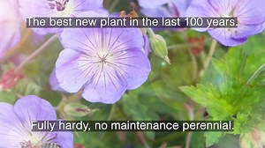 You Garden - Geranium 'Rozanne' Violet Perennials