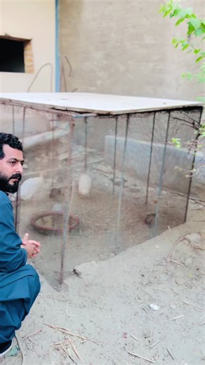Village birds and animals during COVID-19: trending moments