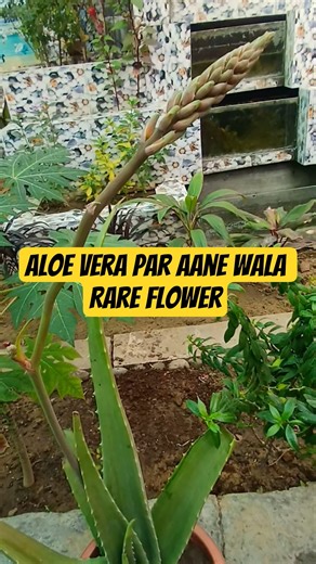 AloeVera Par Aane Wale Flower Ki Secret Reality | Ghar Ke Aloe Vera Mein Flower Kab Aata Hai?