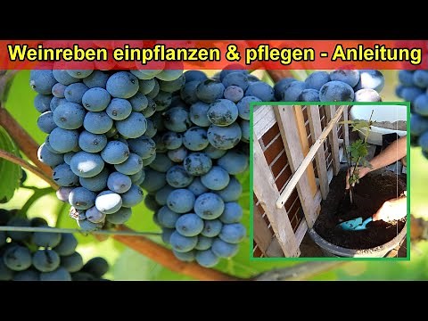 Planting and caring for grapevines in pots on balconies / Location, watering, fertilizing, substr...
