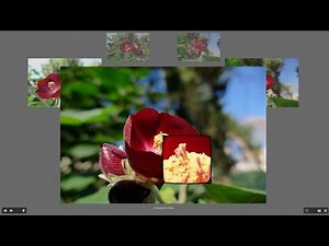 Como comparar fotos en Bridge (y un par de trucos para Lightroom)