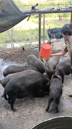 How To Feed Pig Farming #enjoyrurallife #naturerurallife #rurallife #mycountrylife #pigfeed