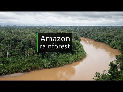 Wild Amazon - Rainforest soundscape