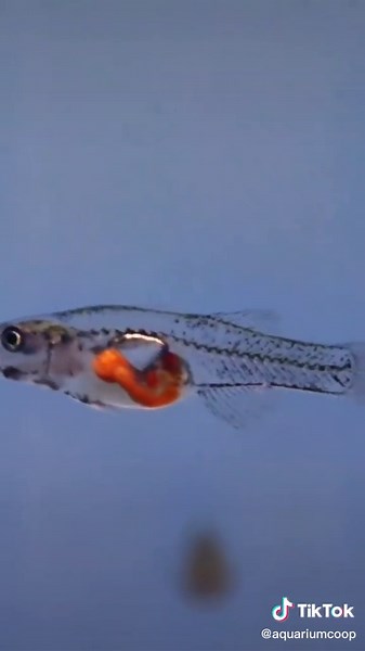 Amazing Glass Gobies in Your Aquarium!