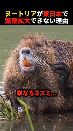 The decisive reason why nutria cannot expand their territory in eastern Japan