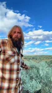 Did you know this about sagebrush? A variety of different bugs will lay eggs on the sagebrush itself and it will form Galls. While sage is extremely bitter and considered medicine the sage galls are almost a treat especially if you find yourself in sagebrush country hungry for a snack. Pleanty to go around #sagebrush #foraging | Michael Ridge