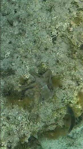 Baby Octopus Exploring the Coral Top 🐙🌊🪸 From an Overhead View
