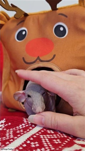 The nekkid girls are so wild, there's no time to stop and cuddle, ONLY FAST FORWARD