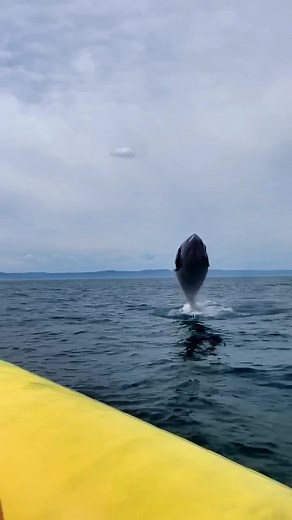 Amazing Whale Watching Experience on a Cruise Ship
