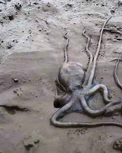 3.1M views · 7.5K reactions | Octopus can fit inside the tiny hole in just a few seconds! | Animal Lovers | Facebook