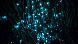 Show the kids there's a world outside the city... | Waitomo Glowworm Caves