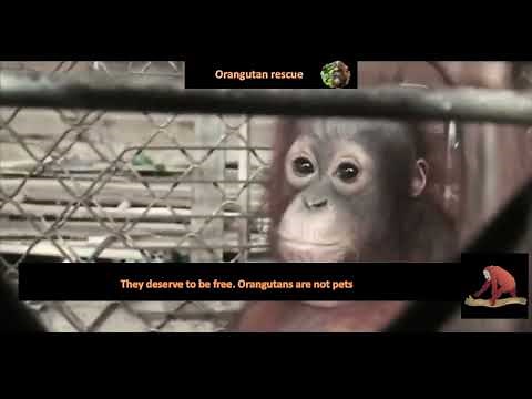 Sad clip of a baby orangutan found in a villager's house in a small cage. Orangutans are not pets.