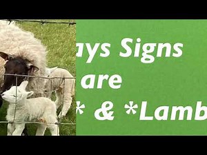 How to Sign ‘Sheep’ & ‘Lamb’ with Signalong - Sign Language - Having A Voice using sign