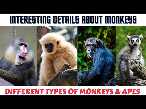 Different types of monkeys in the world | Monkey facts for kids