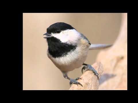 Sounds of a Black-Capped Chickadee