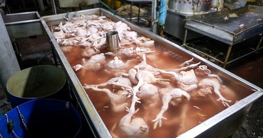 Chicken slaughterhouses found in filthy conditions,  poultry piled on floor [WATCH] | New Straits Times