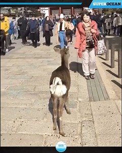 From shocking animal attacks to funny and unbelievable encounters, these wild moments show just how unpredictable animals can be. All caught live on camera — you won’t believe your eyes!#WildLaugh #AnimalMoments #UnbelievableFootage #CaughtOnCamera #AnimalAttack #WildlifeEncounters See less | Wild Animals