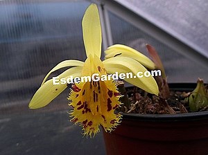 Pleione Forrestii: Pflanze, Kultiviere, Vermehre 🌿 Alles Über Gartenarbeit Und Gartengestaltung - 2025