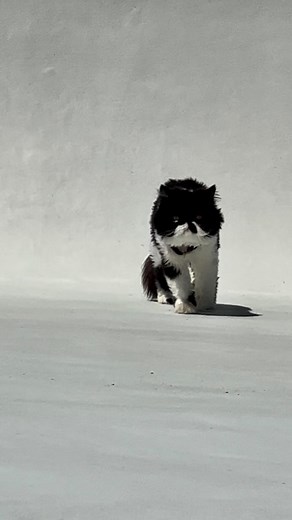 Cyrus’s Empty Pool Adventure & Love 😻 #cats #persiancat | Cyrus