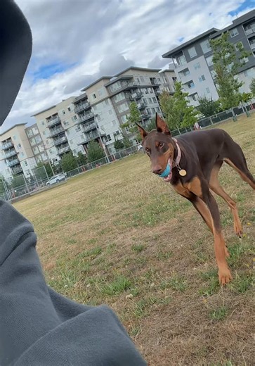 Dog Fetch Training: Teach Your Dog to Find a Thrown Ball