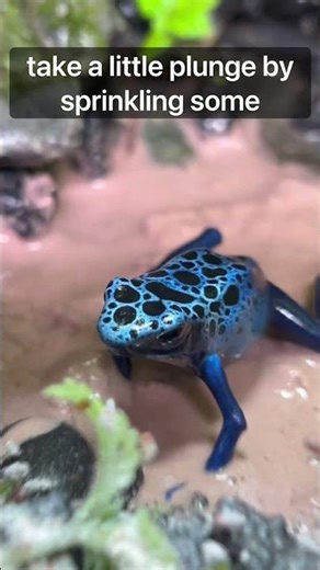 Poison Dart Frog Spa Day! #fyp #bioactive #youtubeshorts