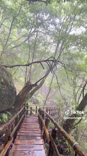 もののけ姫の森ですよ。めっちゃ綺麗だった。#もののけ姫の森 #屋久島旅行 #白谷雲水峡 #鹿児島観光