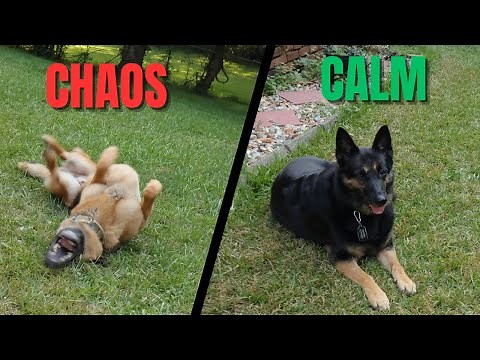 6 Commands Every GSD Must Know