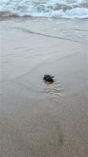 Watch a Newborn Sea Turtle's Desperate Race to Survival #shorts #wildlife