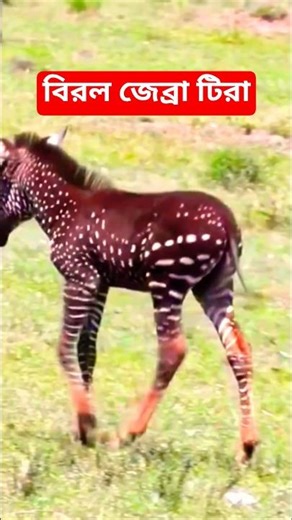 Tira The rarest zebra. Rare zebra cub Tira #zebra