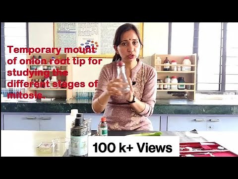 TEMPORARY MOUNT OF ONION ROOT TIP FOR STUDYING THE DIFFERENT STAGES OF MITOSIS