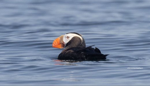 Tufted Puffin: Alaska's Forgotten Bird — Alaska Wildlife Alliance (AWA)