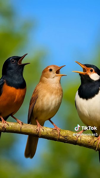 relaxing birds sounds. #birds #birdsvoice #beautifull #birdssinging #nature #beautifull #birdslover #beautifullbirds #singing #wildnature #wildlife #wild #peacefull #relaxing #loving.